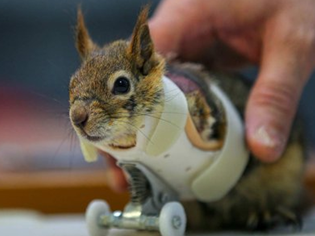 Turkish engineer put artificial wheels to the disabled squirrel