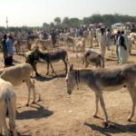 The population of the donkey increased by one million in one year