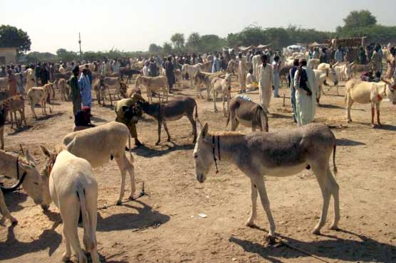 The population of the donkey increased by one million in one year