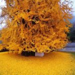 China's 1400 year old golden tree