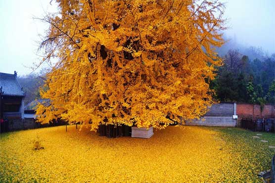 China's 1400 year old golden tree