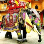 Disclosure of use of blind and ill elephants in India