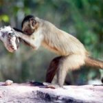 Monkeys adopt another example of humans