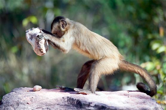 Monkeys adopt another example of humans