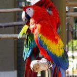 The decision to set a micro-chip to the bird's generation in the Lahore Zoo