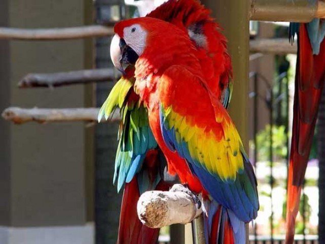 The decision to set a micro-chip to the bird's generation in the Lahore Zoo