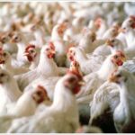 Ban on poultry feed preparation from dead hens in Punjab