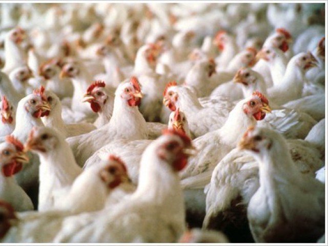Ban on poultry feed preparation from dead hens in Punjab