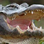 Drug young jumped into crocodiles pool