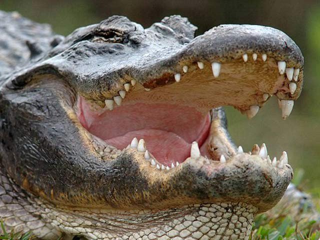 Drug young jumped into crocodiles pool