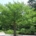 A tree which can not harm the atom bomb