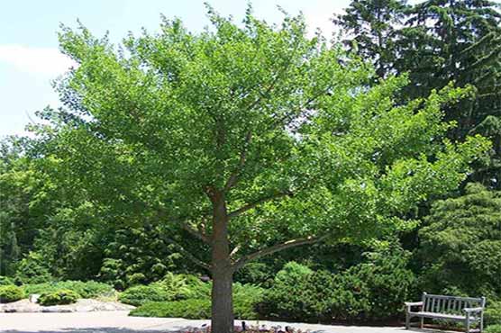 A tree which can not harm the atom bomb