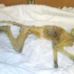 During the repair of the US's old shopping store, exported monkey mummy