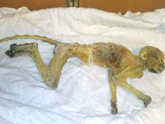 During the repair of the US's old shopping store, exported monkey mummy