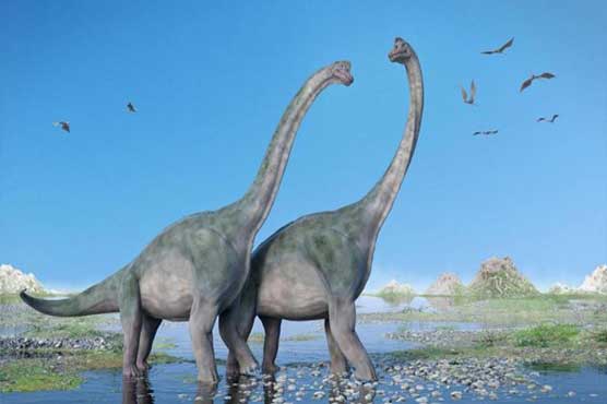 Discover the signs of footsteps of world biggest Dinosaur