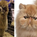 Russia: Pet International Fair