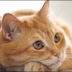 The trained cat arrested that provide mobile phone to the prisoners