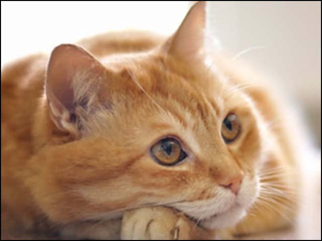 The trained cat arrested that provide mobile phone to the prisoners