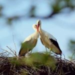 The faithful bird who has been meeting thousands of miles away since 16 years with injured substance