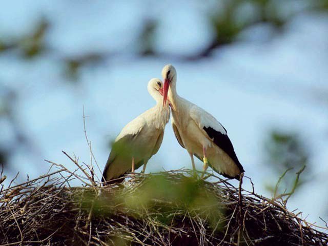 The faithful bird who has been meeting thousands of miles away since 16 years with injured substance