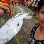The Atlas trapped in the Philippines fishing