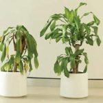 For 30 days, the plants which hear and listen to the windows were dispersed