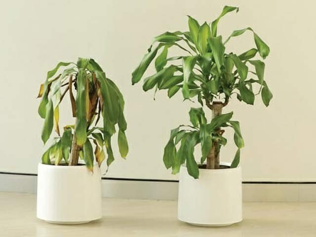 For 30 days, the plants which hear and listen to the windows were dispersed