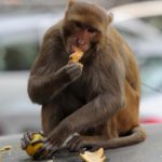 monkeys-in-india-was-uncontorlled