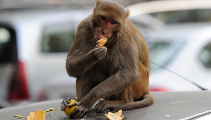 monkeys-in-india-was-uncontorlled