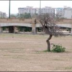 The mysterious tree tree in the dash trip