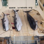What happened with pregnant wheel fish in Japan?