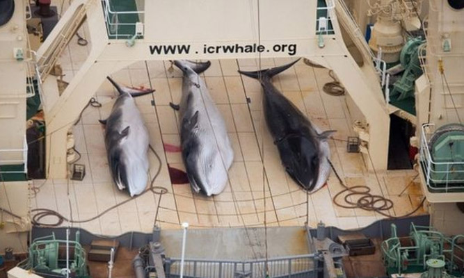 What happened with pregnant wheel fish in Japan?