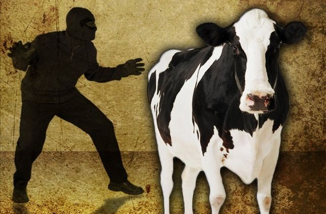 Two members thief gang arrested to thief worth of millions of rupees livestock during action of police station IDS Gadoon Swabi