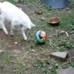 Amateur goat for playing football