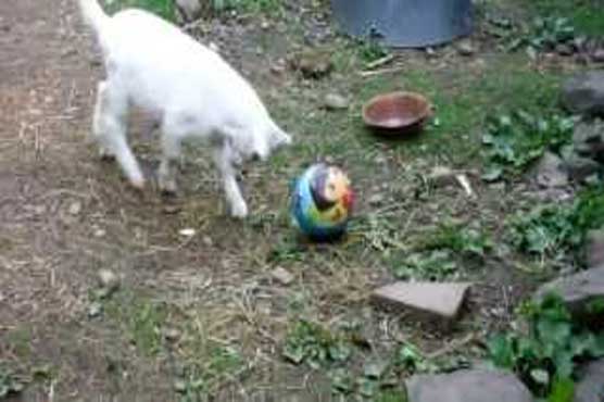 Amateur goat for playing football