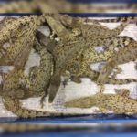 Exporting 50 live crocodiles to the London Heathrow Airport