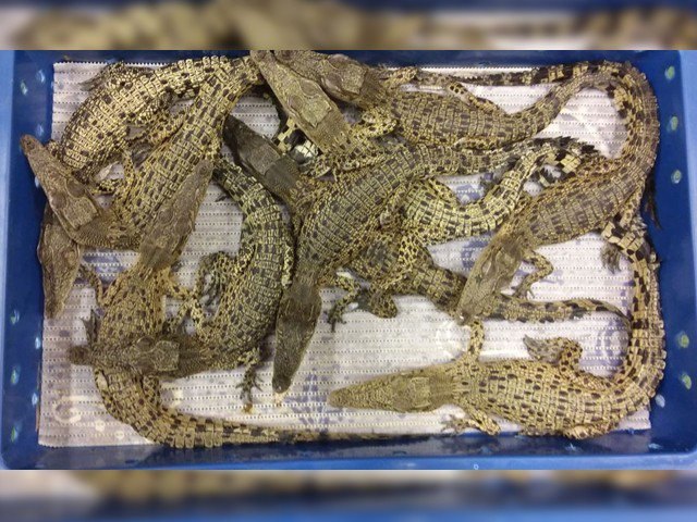 Exporting 50 live crocodiles to the London Heathrow Airport