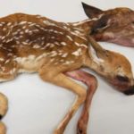 Discover the two-headed deer from the forest of minnesota