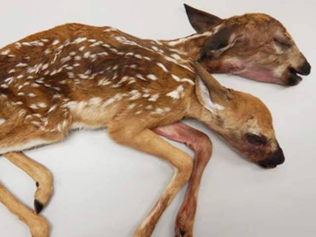 Discover the two-headed deer from the forest of minnesota