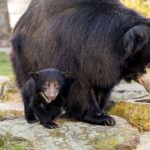 Baby's rare black bear born in the zoo
