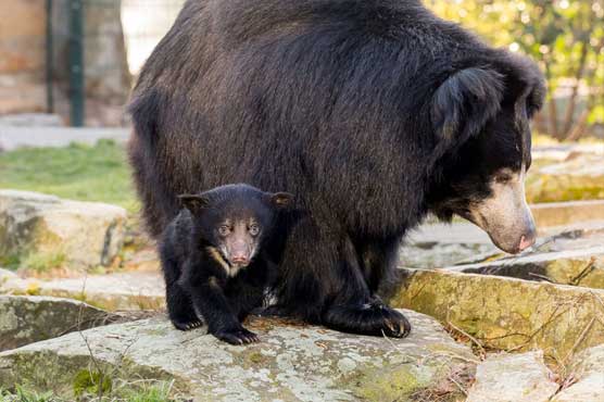 Baby's rare black bear born in the zoo