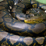 Where are eight major snakes in the world?