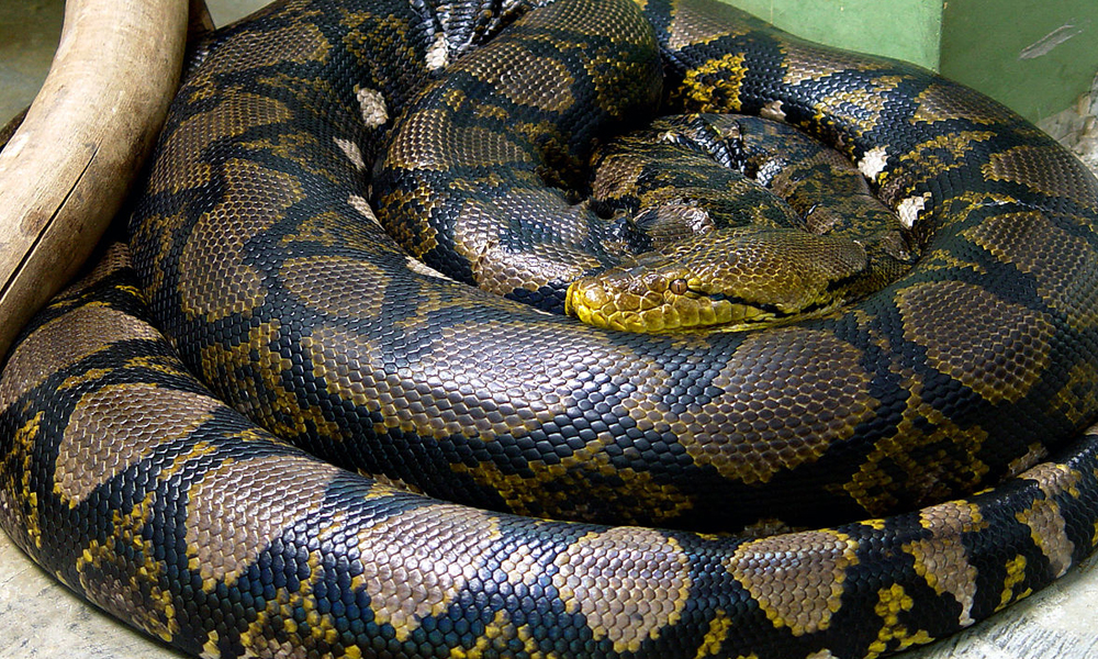 Where are eight major snakes in the world?