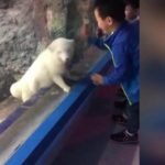 at-the-zoo-the-young-child-made-foxy-friend