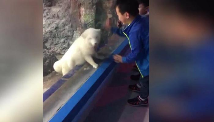 at-the-zoo-the-young-child-made-foxy-friend