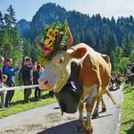 The annual emigration of the French villagers, the tourist center of the Siege Canyon Guian
