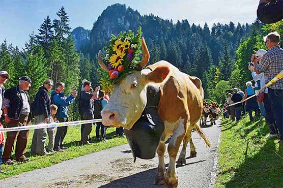 The annual emigration of the French villagers, the tourist center of the Siege Canyon Guian