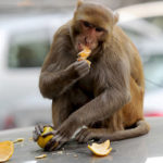 The monkey girl flew a million rupees