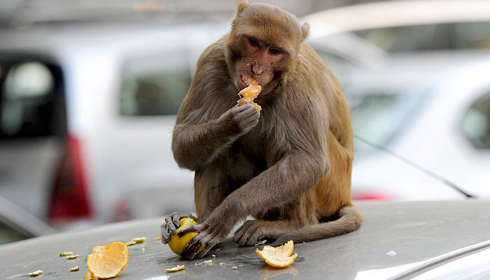 The monkey girl flew a million rupees