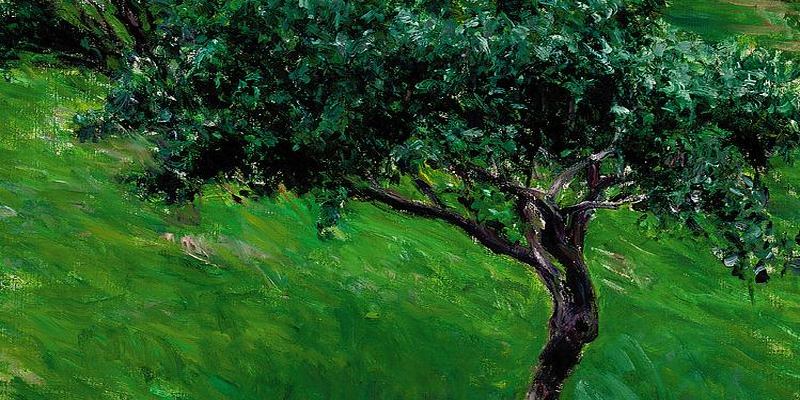 Pakistan's beauty 'tree'